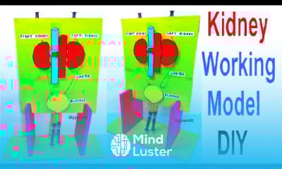 Human kidney working model 3d