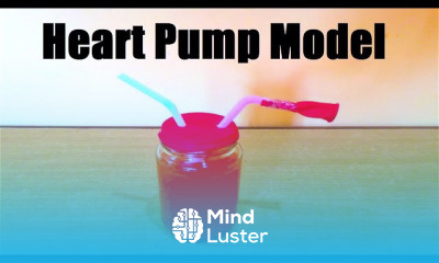 Heart working model making