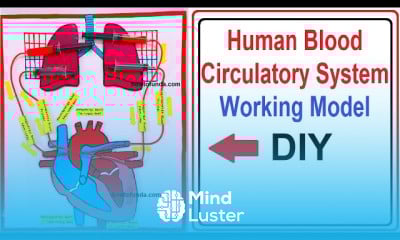 Human blood circulatory working model 3D