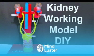 Making human kidney working model 3d