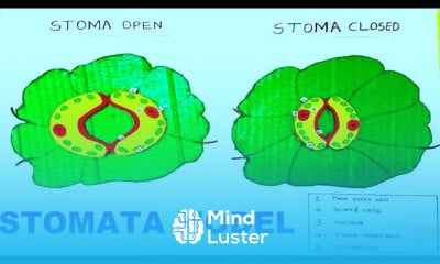 Seed germination model 3d making