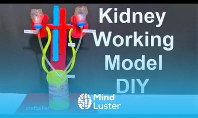 kidney working model 3d making