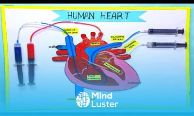 Heart working model 3D making