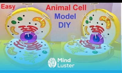 Animal Cell 3D model making using cardboard