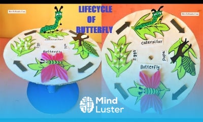 butterfly life cycle model 3d making