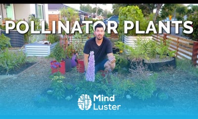 Growing sunflowers successfully