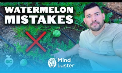 Growing goji berries