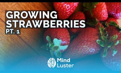 Growing strawberries and Pruning