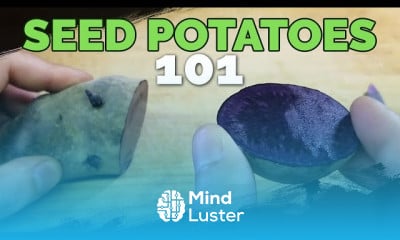 Growing Potatoes at home