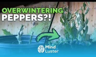 Growing Peppers at home