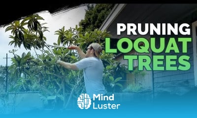 Growing meyer lemons