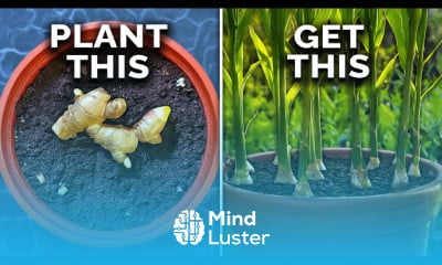 Growing ginger in containers