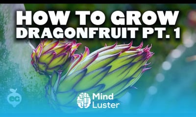 Growing dragonfruit
