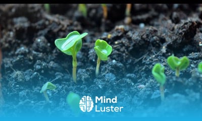 Growing Peas from seed