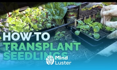 Potting up seedlings