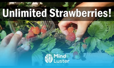 Growing strawberries from seeds