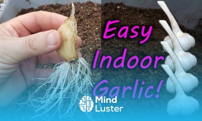 Growing garlic in containers