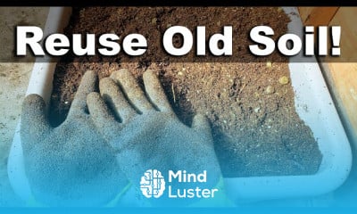 Planting cauliflower