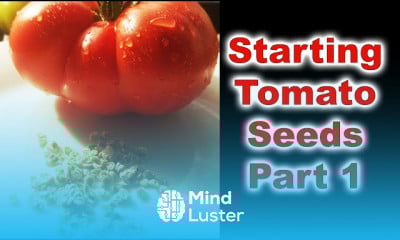 Growing tomatoes in pots