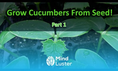 How To grow cucumbers