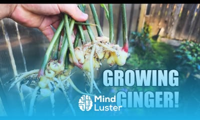 Growing ginger roots