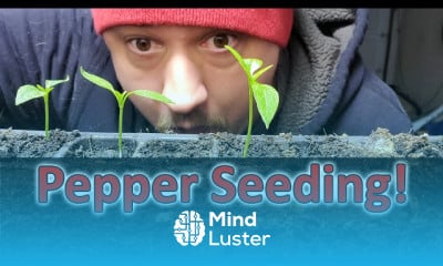 Growing peppers in containers