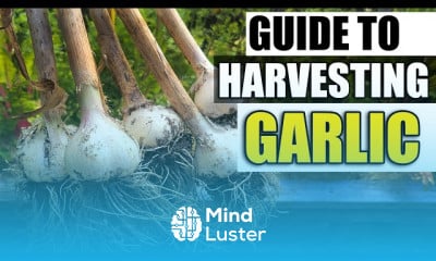 Planting garlic