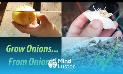 Growing an onion from an onion