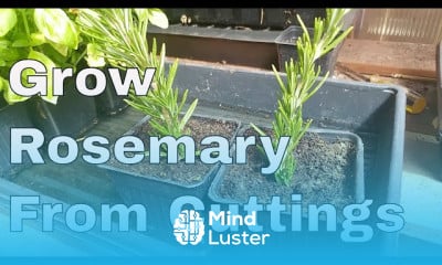 Growing rosemary