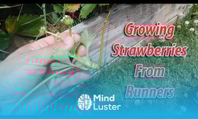 Planting strawberries