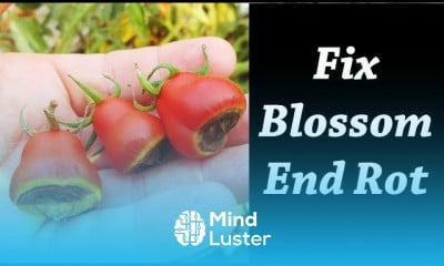 Planting tomatoes in pots