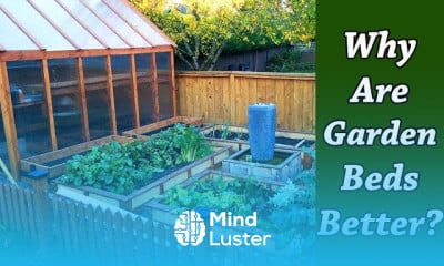 Growing fall broccoli