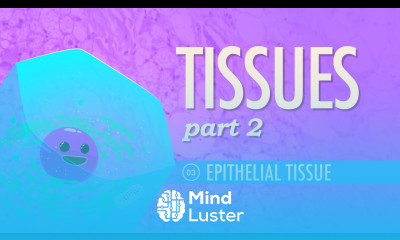 Tissues Part 2 Epithelial Tissue Crash Course A P 3