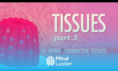 Tissues Part 3 Connective Tissues Crash Course A P 4