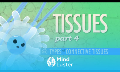 Tissues Part 4 Types of Connective Tissues Crash Course A P 5