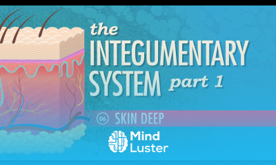 The Integumentary System Part 1 Skin Deep Crash Course A P 6