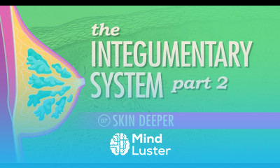 The Integumentary System Part 2 Skin Deeper Crash Course A P 7