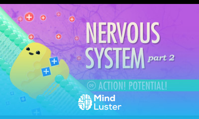 The Nervous System Part 2 Action Potential Crash Course A P 9