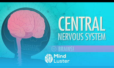 Central Nervous System Crash Course A P 11