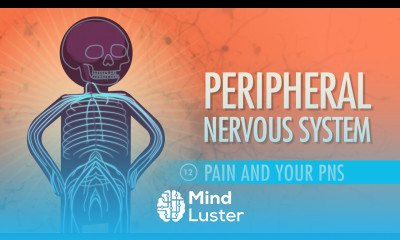 Peripheral Nervous System Crash Course A P 12