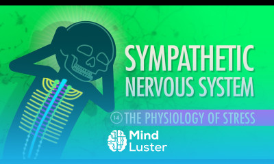 Sympathetic Nervous System Crash Course A P 14