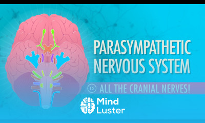 Parasympathetic Nervous System Crash Course A P 15