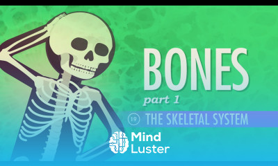 The Skeletal System Crash Course A P 19