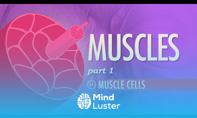 Muscles Part 1 Muscle Cells Crash Course A P 21