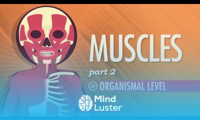 Muscles Part 2 Organismal Level Crash Course A P 22