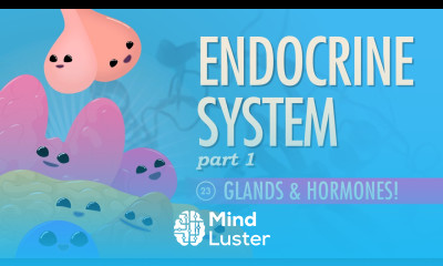 Endocrine System Part 1 Glands Hormones Crash Course A P 23