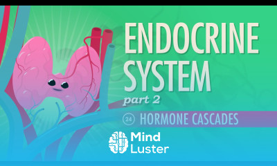 Endocrine System Part 2 Hormone Cascades Crash Course A P 24