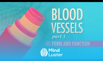 Blood Vessels Part 1 Form and Function Crash Course A P 27
