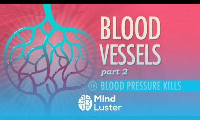 Blood Vessels Part 2 Crash Course A P 28