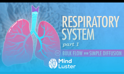 Respiratory System Part 1 Crash Course A P 31